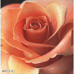 conew_so-117