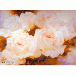 conew_so-120