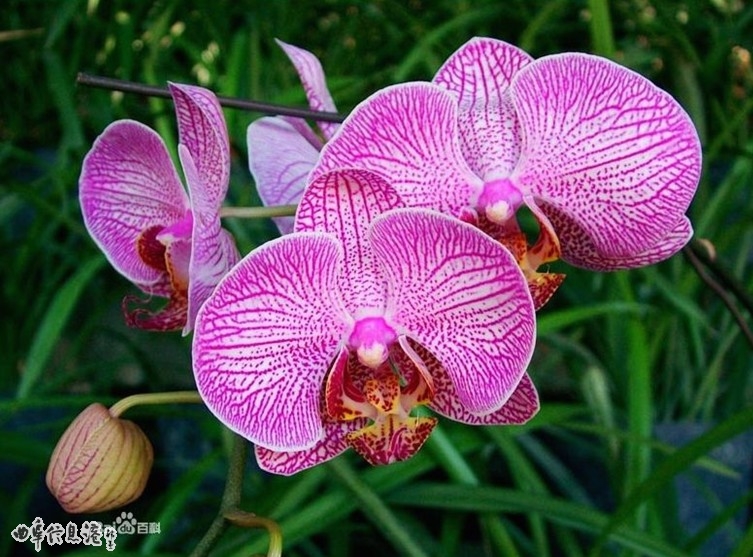 5055_20130729090724_oobvl.jpg